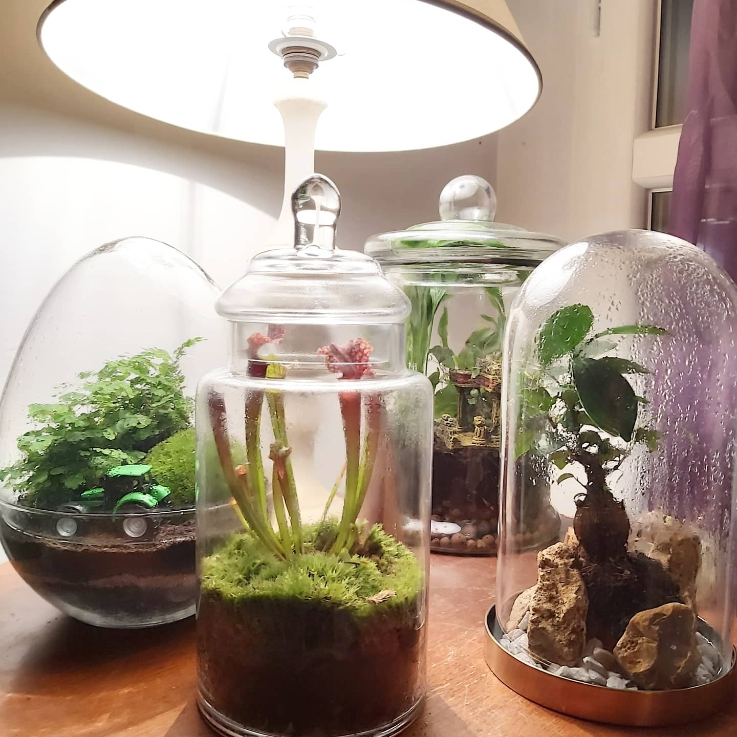 Terrarium réalisé par hautjardin